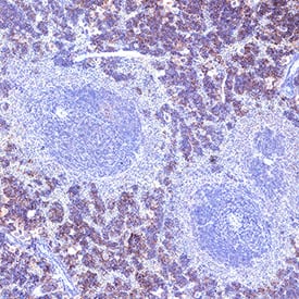 IL‑4 was detected in immersion fixed paraffin-embedded sections of Mouse Spleen using Rat Anti-Mouse IL‑4 Monoclonal Antibody (Catalog # MAB4041) at 5 µg/mL for 1 hour at room temperature followed by incubation with the Anti-Mouse IgG VisUCyte™ HRP Polymer Antibody (Catalog # VC001). Before incubation with the primary antibody, tissue was subjected to heat-induced epitope retrieval using VisUCyte Antigen Retrieval Reagent-Basic (Catalog # VCTS021). Tissue was stained using DAB (brown) and counterstained with hematoxylin (blue). Specific staining was localized to lymphocytes. View our protocol for IHC Staining with VisUCyte HRP Polymer Detection Reagents.