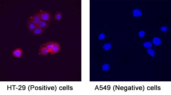 Integrin  beta 6 was detected in immersion fixed HT‑29 human colon adenocarcinoma cell line (positive) and A549 human lung carcinoma cell line (negative) cells using Mouse Anti-Human Integrin  beta 6 Monoclonal Antibody (Catalog # MAB4155) at 25 µg/mL for 3 hours at room temperature. Cells were stained using the NorthernLights™ 557-conjugated Anti-Mouse IgG Secondary Antibody (red; Catalog # NL007) and counterstained with DAPI (blue). Specific staining was localized to cytoplasm. View our protocol for Fluorescent ICC Staining of Cells on Coverslips.