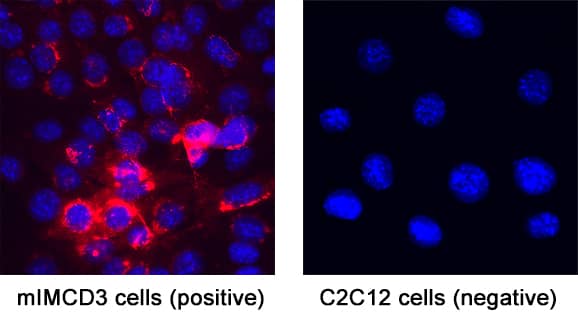 CXCL10/IP-10/CRG-2 was detected in immersion fixed mIMCD3 (positive) or C2C12 (negative) mouse cell line using Rat Anti-Mouse CXCL10/IP-10/CRG-2 Monoclonal Antibody (Catalog # MAB4661) at 3 µg/mL for 3 hours at room temperature. Cells were stained using the NorthernLights™ 557-conjugated Anti-Rat IgG Secondary Antibody (red; NL013) and counterstained with DAPI (blue). Specific staining was localized to cytoplasm. Staining was performed using our protocol for Fluorescent ICC Staining of Adherent Cells.