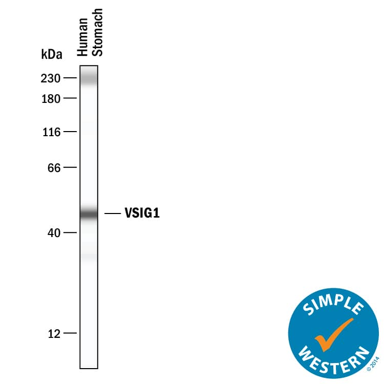 Simple Western lane view shows lysates of human stomach, loaded at 0.2 mg/mL. A specific band was detected for VSIG1 at approximately 56 kDa (as indicated) using 20 µg/mL of Mouse Anti-Human VSIG1 Monoclonal Antibody (Catalog # MAB48182). This experiment was conducted under reducing conditions and using the 12-230 kDa separation system.