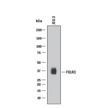 Western blot shows lysates of JEG‑3 human epithelial choriocarcinoma cell line. PVDF membrane was probed with 1 µg/mL of Mouse Anti-Human FOLR3 Monoclonal Antibody (Catalog # MAB5319) followed by HRP-conjugated Anti-Mouse IgG Secondary Antibody (HAF018). A specific band was detected for FOLR3 at approximately 36 kDa (as indicated). This experiment was conducted under reducing conditions and using Western Blot Buffer Group 2.