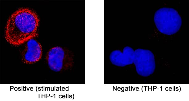 IL‑12 p70 was detected in immersion fixed THP‑1 human acute monocytic leukemia cell line treated with 5 ng/mL PMA for 48 hours and 100 ng/mL LPS and 3 µM monensin for 24 hours (positive staining) and THP‑1 human acute monocytic leukemia cell line (untreated, negative staining) using Mouse Anti-Human IL‑12 p70 Monoclonal Antibody (Catalog # MAB611R) at 8 µg/mL for 3 hours at room temperature. Cells were stained using the NorthernLights™ 557-conjugated Anti-Mouse IgG Secondary Antibody (red; NL007) and counterstained with DAPI (blue). Specific staining was localized to cytoplasm. Staining was performed using our protocol for Fluorescent ICC Staining of Non-adherent Cells.