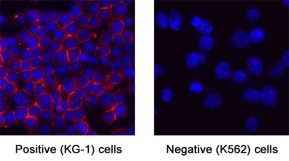 CD34 was detected in immersion fixed KG-1 (positive) and absent in K562 (negative) cells using Mouse Anti-Human CD34 Monoclonal Antibody (Catalog # MAB72274) at 8 µg/mL for 3 hours at room temperature. Cells were stained using the NorthernLights™ 557-conjugated Anti-Mouse IgG Secondary Antibody (red; Catalog # NL007) and counterstained with DAPI (blue). Specific staining was localized to cytoplasm. View our protocol for Fluorescent ICC Staining of Non-adherent Cells.