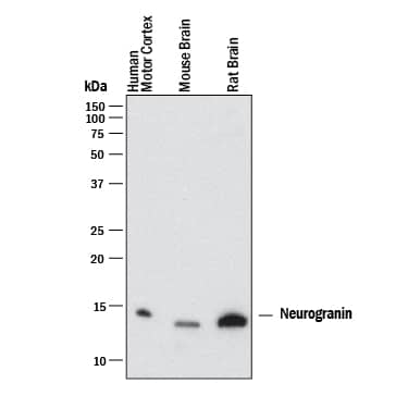 Western blot shows lysates of human brain (motor cortex), mouse brain, and rat brain. PVDF membrane was probed with 2 µg/mL of Mouse Anti-Human/Mouse/Rat Neurogranin Monoclonal Antibody (Catalog # MAB7947) followed by HRP-conjugated Anti-Mouse IgG Secondary Antibody (HAF018). A specific band was detected for Neurogranin at approximately 13-14 kDa (as indicated). This experiment was conducted under reducing conditions and using Western Blot Buffer Group 1.