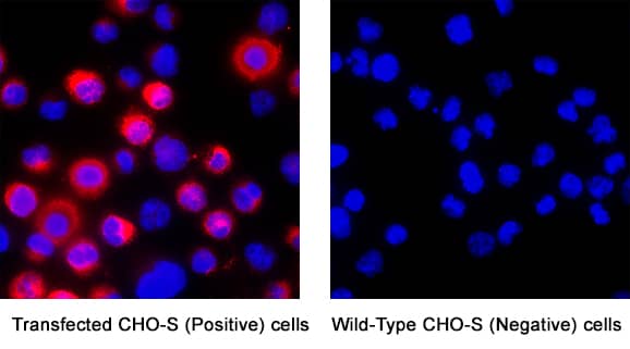 TEM5/GPR124 was detected in immersion fixed CHO-S transfected (positive) and CHO-S wild type (negative) cells using Mouse Anti-Human TEM5/GPR124 Monoclonal Antibody (Catalog # MAB88961) at 3 µg/mL for 3 hours at room temperature. Cells were stained using the NorthernLights™ 557-conjugated Anti-Mouse IgG Secondary Antibody (red; Catalog # NL007) and counterstained with DAPI (blue). Specific staining was localized to cytoplasm. View our protocol for Fluorescent ICC Staining of Cells on Coverslips.