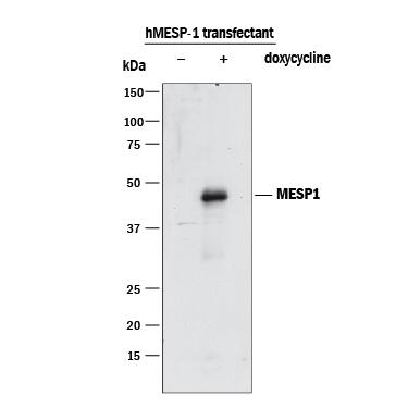 buy doxycycline overnight