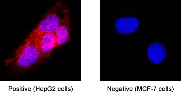 ACE‑2 was detected in immersion fixed HepG2 human hepatocellular carcinoma cell (positive staining) line and MCF‑7 human breast cancer cell line (negative control) using Mouse Anti-Human ACE‑2 Monoclonal Antibody (Catalog # MAB9335) at 8 µg/mL for 3 hours at room temperature. Cells were stained using the NorthernLights™ 557-conjugated Anti-Mouse IgG Secondary Antibody (red; NL007)  and counterstained with DAPI (blue). Specific staining was localized to cytoplasm. Staining was performed using our protocol for Fluorescent ICC Staining of Non-adherent Cells.