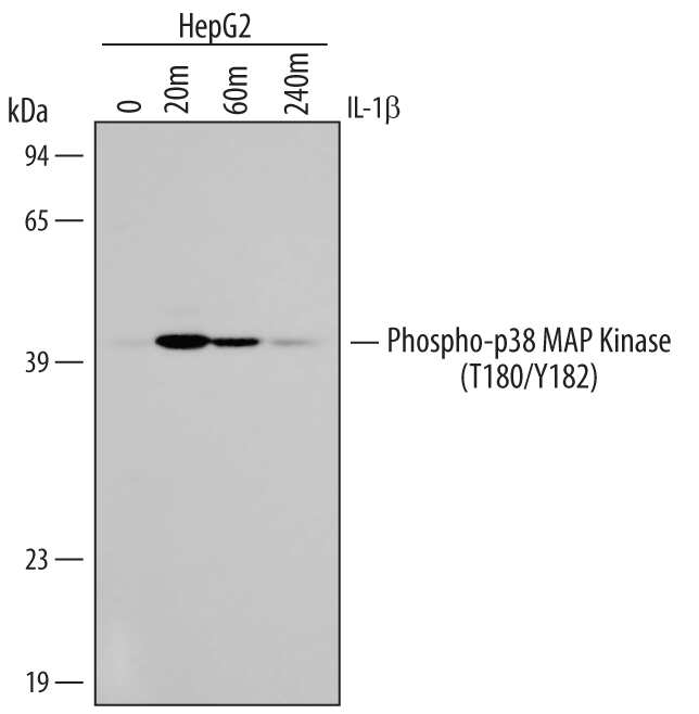 Western blot shows lysates of HepG2 human hepatocellular carcinoma cell line untreated (-) or treated (+) with 20 ng/mL Recombinant Human IL-1 beta  (Catalog # 201-LB) for for the indicated times. PVDF membrane was probed with 0.5 µg/mL of Rabbit Anti-Human/Mouse/ Rat Phospho-p38 MAP Kinase (T180/Y182) Antigen Affinity-purified Polyclonal Antibody (Catalog # AF869), followed by HRP-conjugated Anti-Rabbit IgG Secondary Antibody (Catalog # HAF008). A specific band was detected for Phospho-p38 MAP Kinase (T180/Y182) at approximately 40 kDa (as indicated). This experiment was conducted under reducing conditions and using Immunoblot Buffer Group 1.