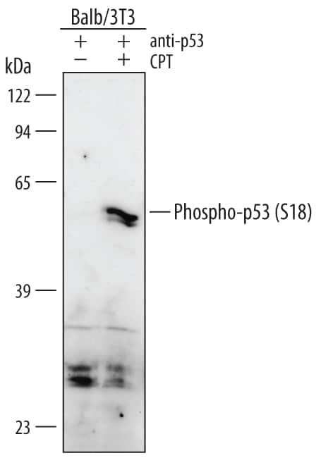 Western blot shows p53 immunoprecipitated from lysates of Balb/3T3 mouse embryonic fibroblast cell line using Human/Mouse/Rat p53 Agarose-conjugated Antigen Affinity-purified Polyclonal Antibody (Catalog # GAF1355). Balb/3T3 cell line was untreated (-) or treated (+) with 1 µM camptothecin (CPT) for 6 hours. PVDF membrane was probed with 1 µg/mL Rabbit Anti-Mouse Phospho-p53 (S18) Antigen Affinity-purified Polyclonal Antibody (Catalog # AF2887) followed by HRP-conjugated Anti-Rabbit IgG Secondary Antibody (Catalog # HAF008). A specific band for Phospho-p53 (S18) was detected at approximately 53 kDa (as indicated). This experiment was conducted under reducing conditions and using Immunoblot Buffer Group 1.