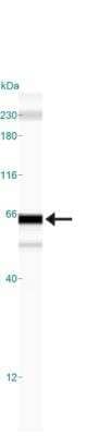 Simple Western: p62/SQSTM1 Antibody [NBP1-48320] - Lane view shows a specific band for p62/SQSTM1 in 1.0 mg/ml of HeLa lysate.  This experiment was performed under reducing conditions using the 12-230 kDa separation system.