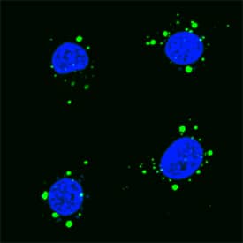 p62/SQSTM1 was detected in formaldehyde fixed RAW 264.7 mouse monocyte/macrophage cell line treated with LPS using Mouse Anti-Human/Mouse/Rat p62/SQSTM1 Alexa Fluor® 488‑conjugated Monoclonal Antibody (Catalog # IC8028G) at 1:10 dilution overnight at 4 °C and counterstained with DAPI (blue). Specific staining was localized to autophagosomes. View our protocol for Fluorescent ICC Staining of Cells on Coverslips.