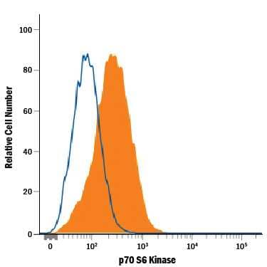 HeLa human cervical epithelial carcinoma cell line was stained with Mouse Anti-Human/Mouse/Rat p70 S6 Kinase PE-conjugated Monoclonal Antibody (Catalog # IC8962P, filled histogram) or isotype control antibody (Catalog # IC002P, open histogram). To facilitate intracellular staining, cells were fixed with Flow Cytometry Fixation Buffer (Catalog # FC004) and permeabilized with Flow Cytometry Permeabilization/Wash Buffer I (Catalog # FC005). View our protocol for Staining Intracellular Molecules.