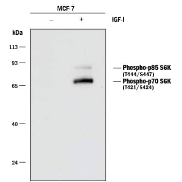 Western blot shows lysates of MCF‑7 human breast cancer cell line untreated (-) or treated (+) with 100 ng/mL Recombinant Human IGF‑I (Catalog # 291-G1) for 1 hour. PVDF membrane was probed with 0.1  μg/mL of Rabbit Anti-Human/Mouse/Rat Phospho-p70 S6 Kinase (T421/S424) Monoclonal Antibody (Catalog # MAB8965) followed by HRP-conjugated Anti-Rabbit IgG Secondary Antibody (Catalog # HAF008). Specific bands were detected for Phopsho-p70 S6 Kinase (T421/S424) at approximately 70 kDa and Phospho-p85 S6 Kinase (T444/S447) at 85 kDa (as indicated). This experiment was conducted under reducing conditions and using Immunoblot Buffer Group 1.