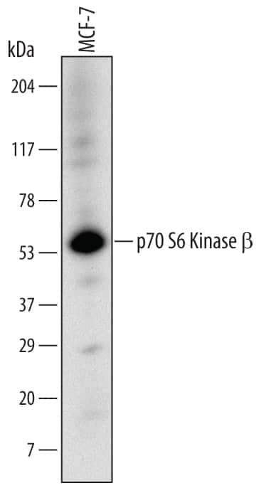 Western blot shows lysates of MCF-7 human breast cancer cell line. PVDF Membrane was probed with 1 µg/mL of Goat Anti-Human p70 S6 Kinase  beta  Antigen Affinity-purified Polyclonal Antibody (Catalog # AF2987) followed by HRP-conjugated Anti-Goat IgG Secondary Antibody (Catalog # HAF017). A specific band was detected for p70 S6 Kinase  beta  at approximately 55 kDa (as indicated). This experiment was conducted under reducing conditions and using Immunoblot Buffer Group 1.