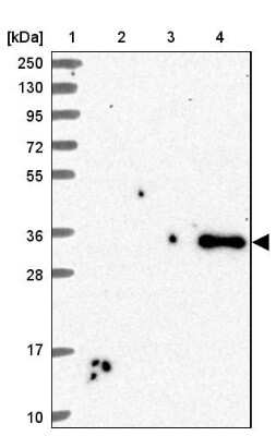 Western Blot: sFRP-4 Antibody [NBP2-38632] - Lane 1: Marker  [kDa] 250, 130, 95, 72, 55, 36, 28, 17, 10.  Lane 2: Human cell line RT-4.  Lane 3: Human cell line U-251MG.  Lane 4: Human Plasma