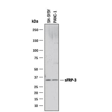 Western blot shows lysates of SH-SY5Y human neuroblastoma cell line and PANC-1 human pancreatic carcinoma cell line. PVDF membrane was probed with 1 µg/mL of Goat Anti-Human/Mouse sFRP-3 Antigen Affinity-purified Polyclonal Antibody (Catalog # AF192) followed by HRP-conjugated Anti-Goat IgG Secondary Antibody (Catalog # HAF017). A specific band was detected for sFRP-3 at approximately 36 kDa (as indicated). This experiment was conducted under reducing conditions and using Immunoblot Buffer Group 1.