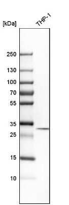 Western Blot: tropomyosin-3 Antibody [NBP1-87382] - Analysis in human cell line THP-1.
