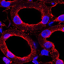 u-Plasminogen Activator (uPA)/Urokinase was detected in perfusion fixed frozen sections of mouse kidney using Rat Anti-Mouse u-Plasminogen Activator (uPA)/Urokinase Monoclonal Antibody (Catalog # MAB9185) at 25 µg/mL overnight at 4 °C. Tissue was stained using the NorthernLights™ 557-conjugated Anti-Rat IgG Secondary Antibody (red; Catalog # NL013) and counterstained with DAPI (blue). Specific staining was localized to cytoplasm in convoluted tubules. View our protocol for Chromogenic IHC Staining of Frozen Tissue Sections.