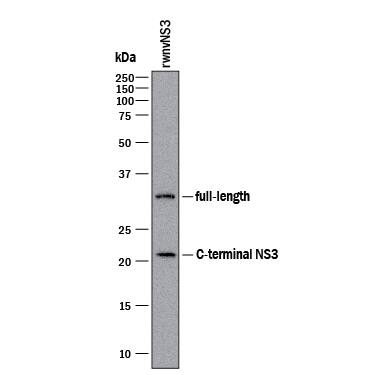 Western blot shows lysates of Recombinant Viral wnvNS3 Protease. PVDF membrane was probed with 2 µg/mL of Mouse Anti-Viral wnvNS3 Protease Monoclonal Antibody (Catalog # MAB29071) followed by HRP-conjugated Anti-Mouse IgG Secondary Antibody (Catalog # HAF018). A specific band was detected for full length wnvNS3 Protease at approximately 32 kDa and C-terminal NS3 at approximately 22 kDa (as indicated). This experiment was conducted under reducing conditions and using Immunoblot Buffer Group 1.