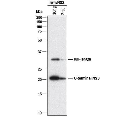 Western blot shows Recombinant Viral wnvNS3 Protease loaded at 10 µg and 2 µg. PVDF membrane was probed with 1 µg/mL of Mouse Anti-Viral wnvNS3 Protease Monoclonal Antibody (Catalog # MAB29074) followed by HRP-conjugated Anti-Mouse IgG Secondary Antibody (Catalog # HAF018). Specific bands were detected for wnvNS3 Protease at approximately 32 kDa for the full length and 22 kDa for the C-terminal NS3 (as indicated). This experiment was conducted under reducing conditions and using Immunoblot Buffer Group 1.