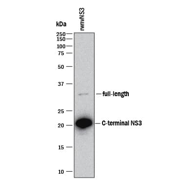 Western blot shows Recombinant Viral wnvNS3 Protease (Catalog # 2907-SE). PVDF membrane was probed with 1 µg/mL of Mouse Anti-Viral wnvNS3 Protease Monoclonal Antibody (Catalog # MAB2907) followed by HRP-conjugated Anti-Mouse IgG Secondary Antibody (Catalog # HAF018). A specific band was detected for full length wnvNS3 Protease at approximately 32 kDa and and C-terminal NS3 at approximately 22 kDa (as indicated). This experiment was conducted under reducing conditions and using Immunoblot Buffer Group 1.